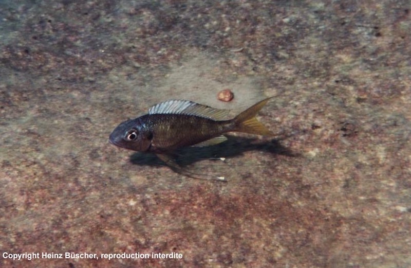 Ophthalmotilapia ventralis 'Masanza'